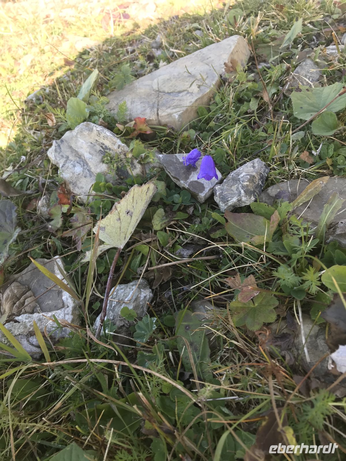 hier noch ein zartes Pflänzchen...