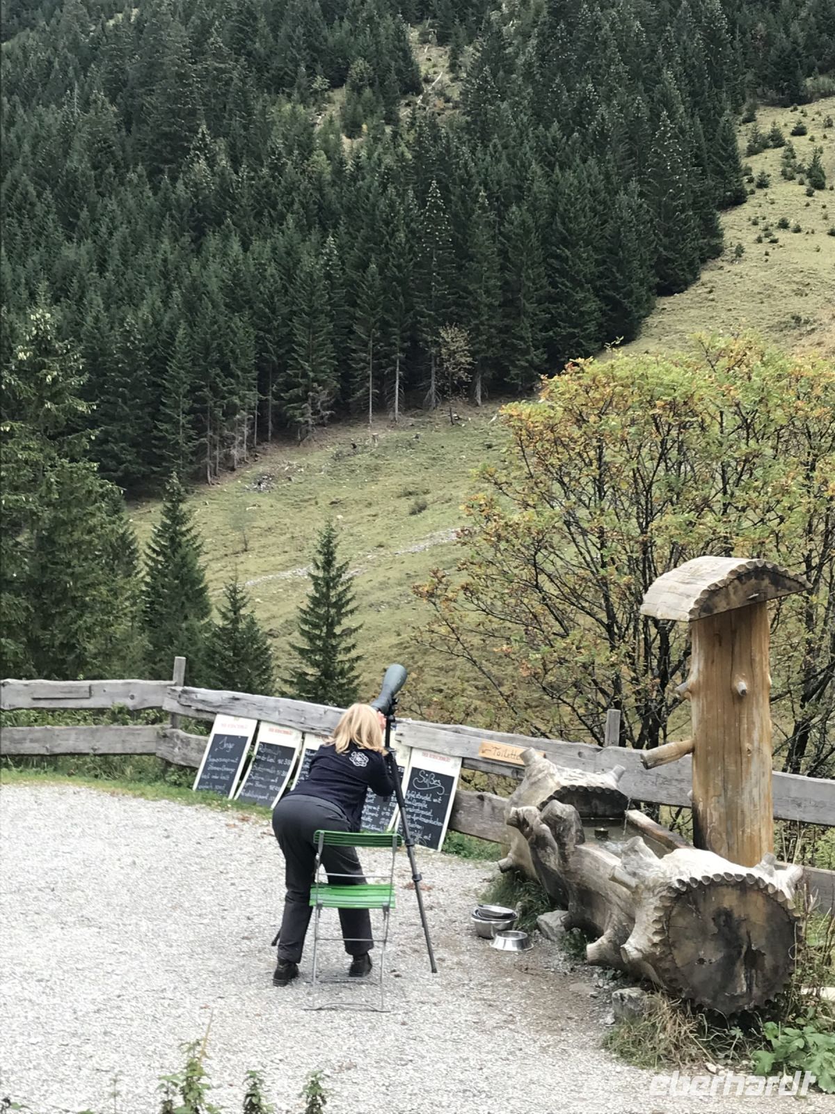 natürlich Gämse entdeckt