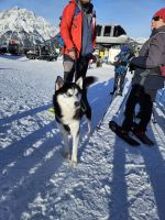 Loki möchte endlich los...