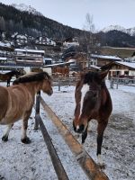 Pferde mitten in Fulpmes