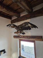prächtiger Adler in der Weber Lois Alm