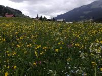 Saftige Blumenwiesen