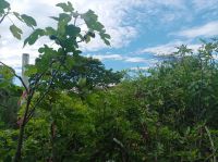 Bio Feigenhof, Vielfalt aus dem Himmelreich, Feigen,Kräuter, Gemüse, Exoten u.v.m.IMG 20240518 160340