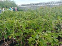 Bio Feigenhof, Vielfalt aus dem Himmelreich, Feigen,Kräuter, Gemüse, Exoten u.v.m.