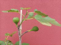 Bio Feigenhof, Vielfalt aus dem Himmelreich, Feigen,Kräuter, Gemüse, Exoten u.v.m.IMG 20240518 161552