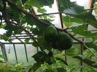 Bio Feigenhof, Vielfalt aus dem Himmelreich, Feigen,Kräuter, Gemüse, Exoten u.v.m.IMG 20240518 162043