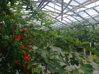 Bio Feigenhof, Vielfalt aus dem Himmelreich, Feigen,Kräuter, Gemüse, Exoten u.v.m.IMG 20240518 162912