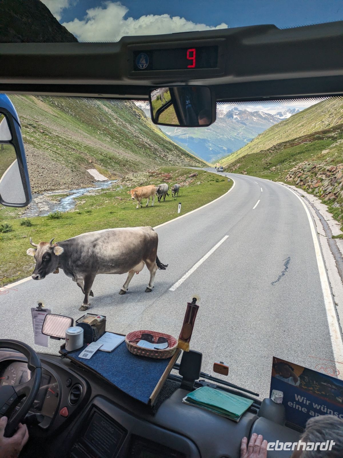 Grauvieh hatte Vorfahrt