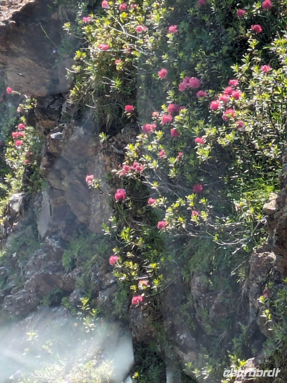 Blühende Bergwiesen 1