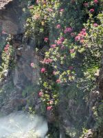 Blühende Bergwiesen 1