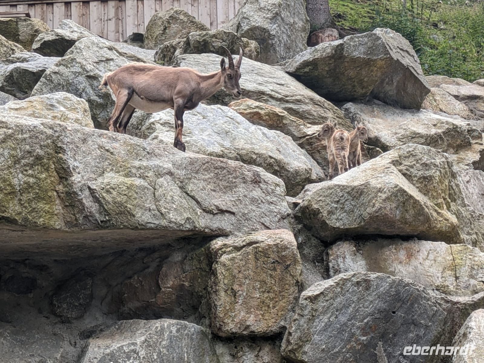 Steinböcke 1