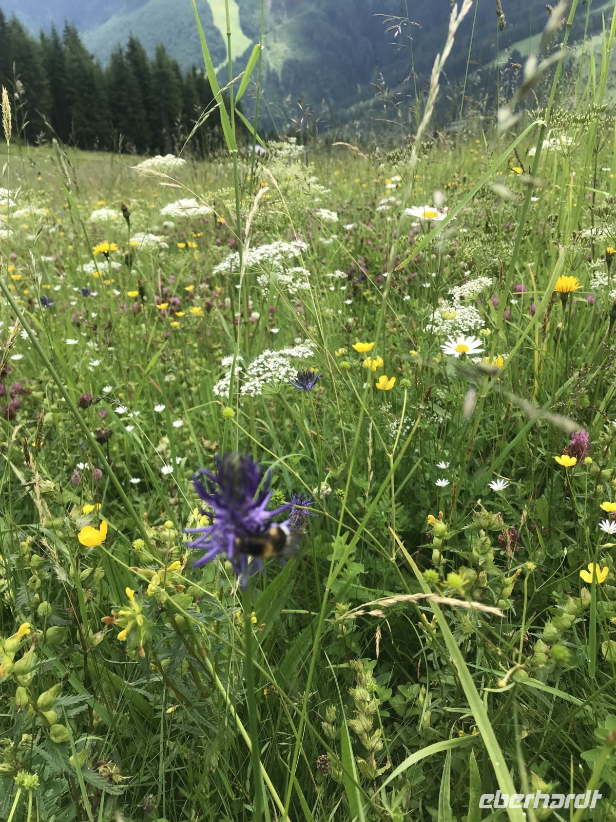 herrlich saftige Blumenwiesen