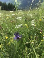 herrlich saftige Blumenwiesen
