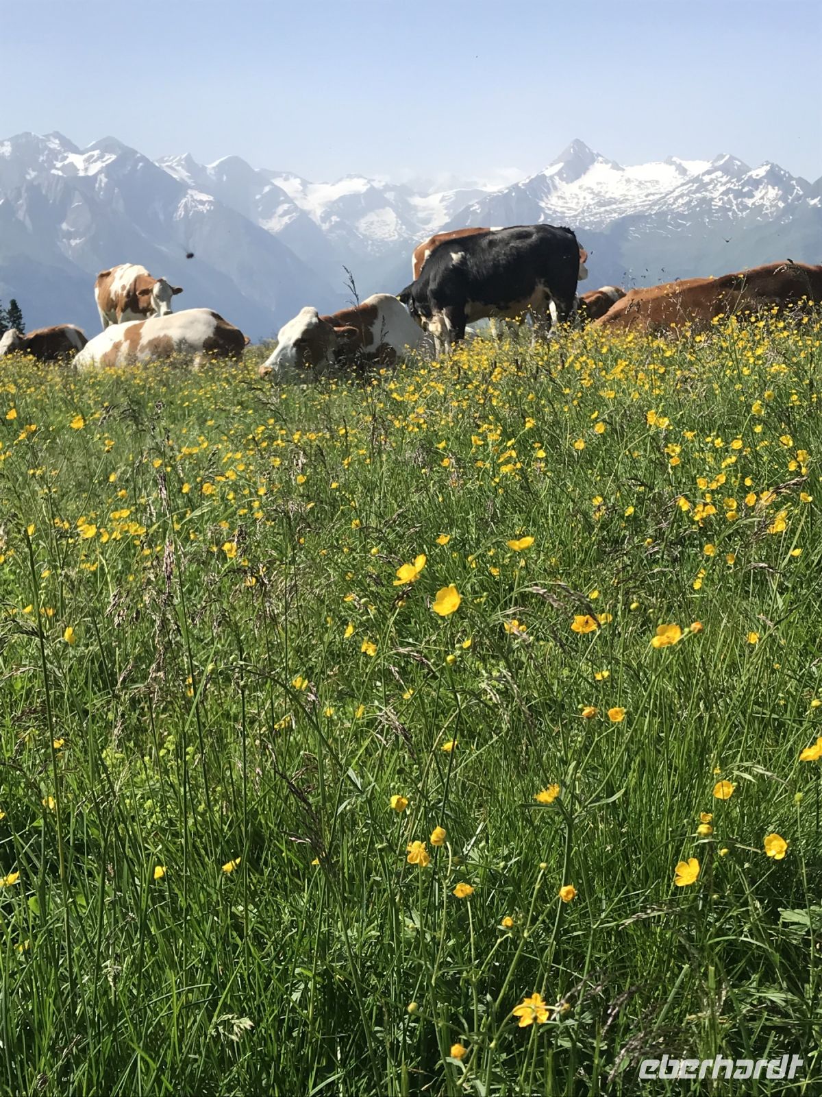 herrlich - Blumen Wiesen, Rindviecher und Schneebedeckte Berge