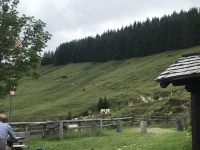 Abstieg zur Schützingalm