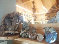 Besichtigung des Fossilienmuseums in Rußbach