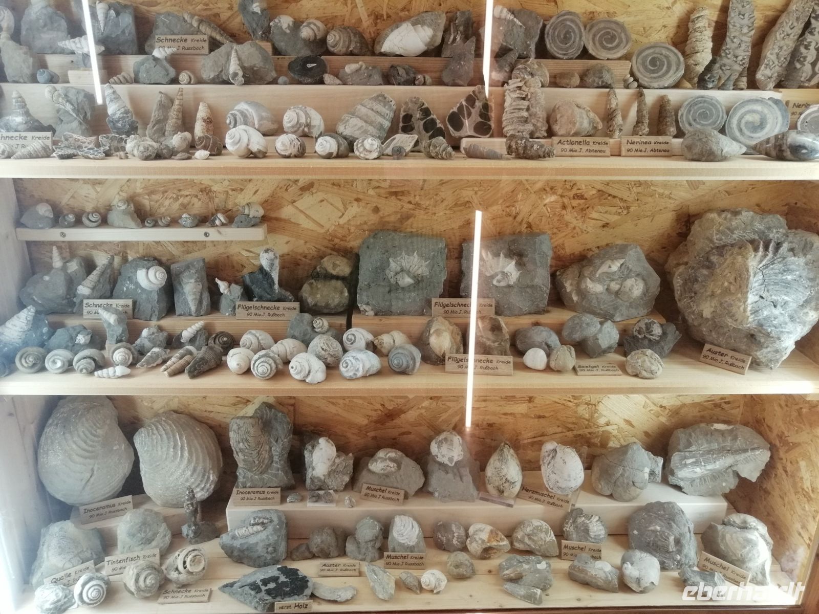 Besichtigung des Fossilienmuseums in Rußbach