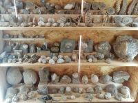 Besichtigung des Fossilienmuseums in Rußbach