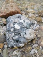 Fosilienreste im Flussbett, Russbach