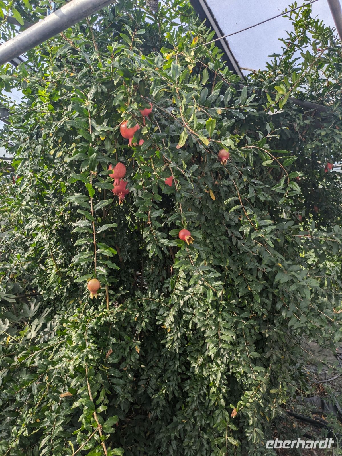 auch Granatapfelbäume