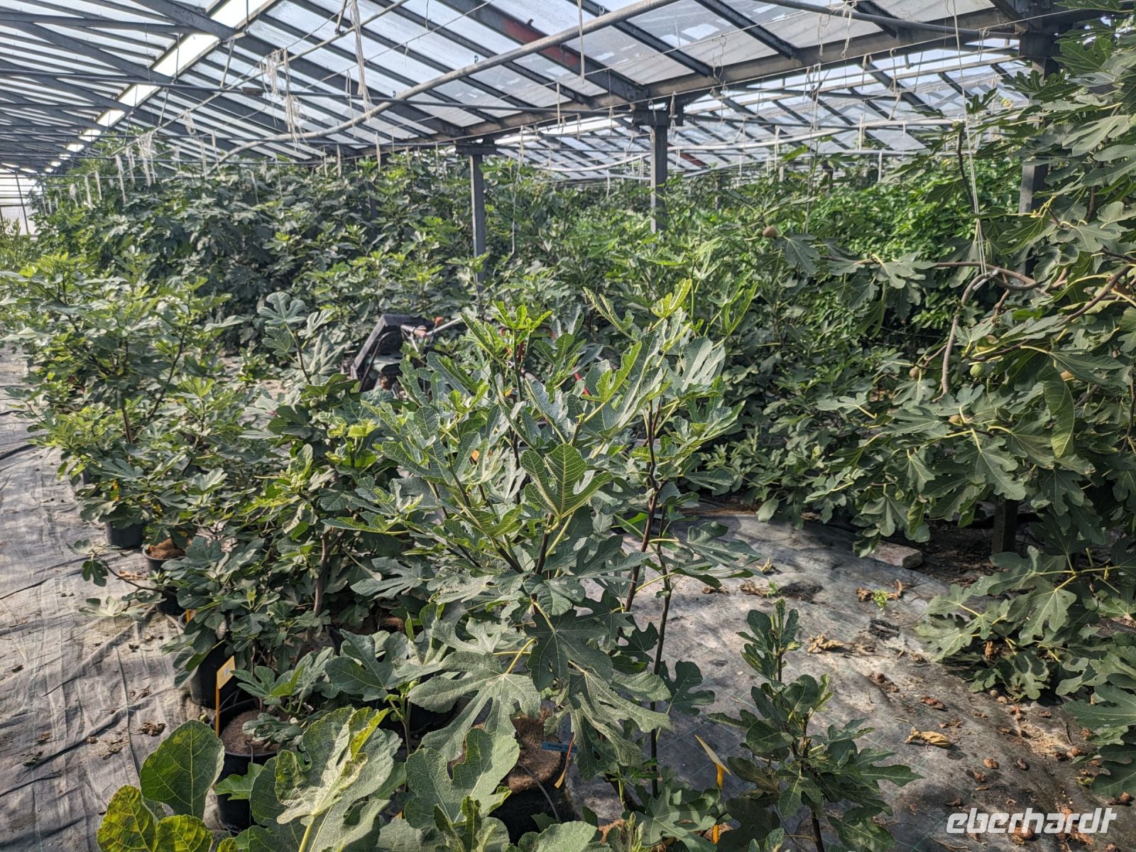 hunderte Feigenbäume in Wien