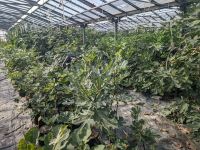 hunderte Feigenbäume in Wien