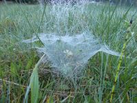 DSCN9524.JPG -  gefangen -