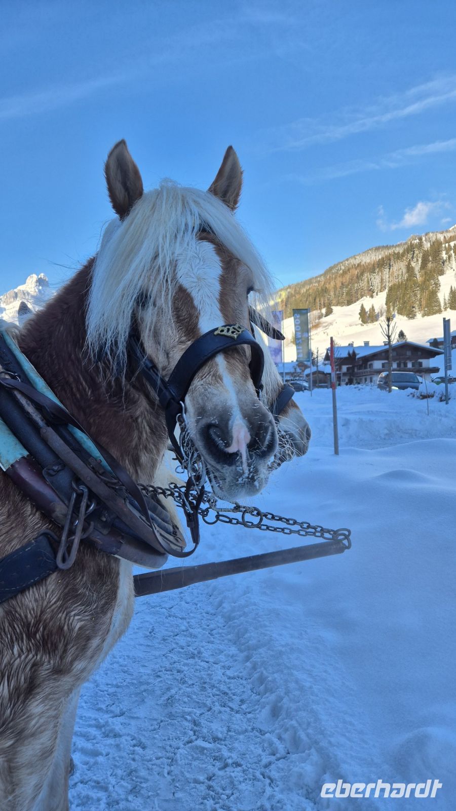 Schlittenfahrt in Filzmoos