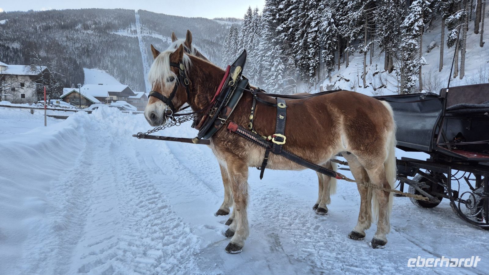 Schlittenfahrt in Filzmoos
