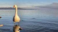Fotostopp am Chiemsee