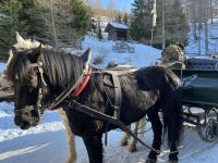 Pferdeschlitten zur Pritzhütte