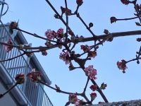 Frühlingsboten in Bad Ischl