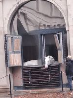 Hofreitschule - Lippizanerpferde