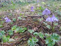 Alpenglöckchen Raxalpe