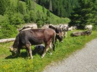 Weidevieh im Sommer mit Halsglocken