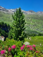 Zirbe und Alpenrosen