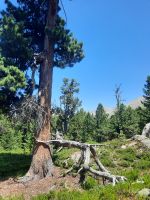 Naturdenkmal Obergurgler Zirbenwald 