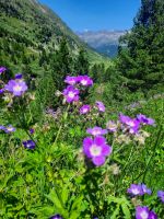 Naturdenkmal Obergurgler Zirbenwald 