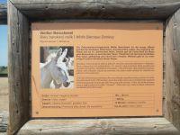 Weißer Barockesel, Schloß Hof