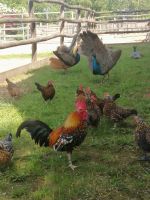 Vogelvoliere, Schloß Hof