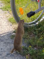 Ziesel auf dem Freilichgelände des Schloßes Hof