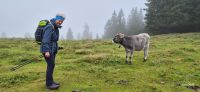Stubaital, Reisebegleitung Ria mit Kälbchen auf der Alm