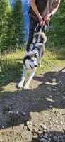 Stubaital,  Bergführer Kevin mit Husky Loki