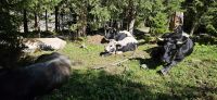 Stubaital, Wilde Wasser Weg,  Kühe bei Mittagsruhe