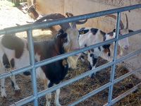 2025_Rad Walchsee-Tauernschecken-Ziegen