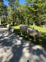 Wanderung zum hinteren Gosausee