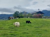 2025_Rad Walchsee-Yaks in den Alpen