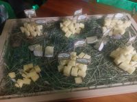 2025_Rad Walchsee-Käserei Plangger - Verkostung