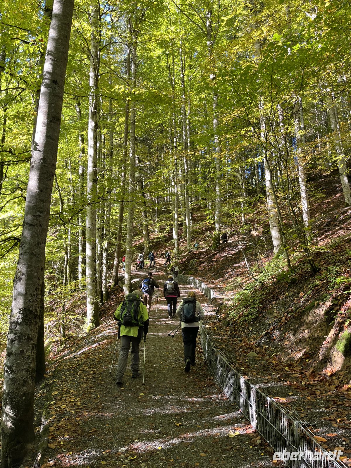 Natur genießen - Sonnenstrahlen tanzen durch die Bäume