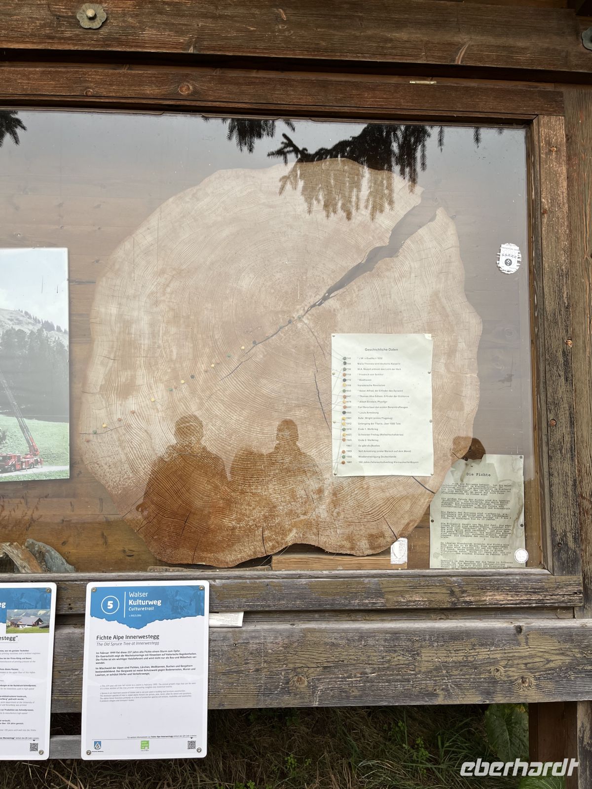 Baumscheibe einer ca. 200Jahre alte Fichte